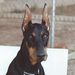 Profile Picture of Kelly Ludlum (@kelmo89) on Pinterest