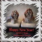 Profile Picture of QueenOfPaws🐶Christine Gregory (@philomena_phoenix_tzus) on Instagram