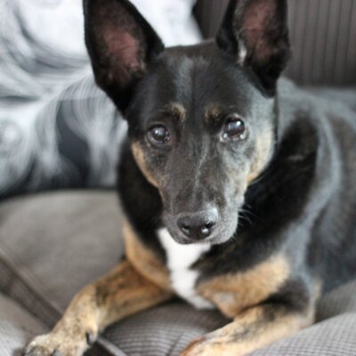 Profile Picture of Anne Reade (@Anne_Reade1) on Twitter