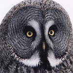 Profile Picture of Nick (@nick sisson) on Flickr