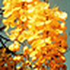 Profile Picture of V. Vasant Kumar (@V. Vasant Kumar) on Flickr
