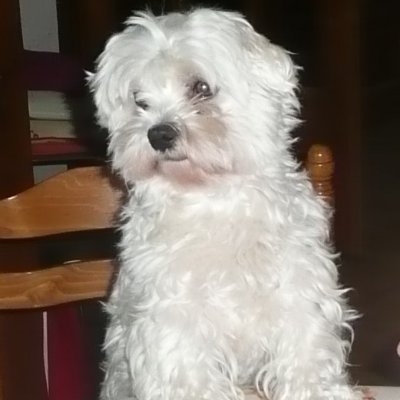 Profile Picture of GUY Chantal (@GUYChantal1) on Twitter