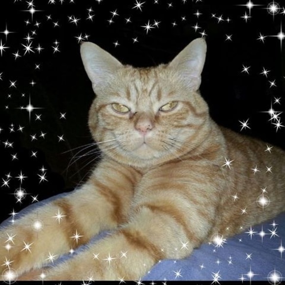 Profile Picture of Diane Newcomb (@dianenewcomb) on Poshmark