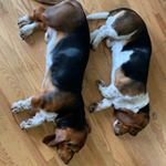 Profile Picture of Basset Brothers (@bassetbros_polo_and_randy) on Instagram