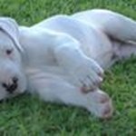 Profile Picture of Bradley J Kowalchuk (@brad_kowaley420) on Instagram