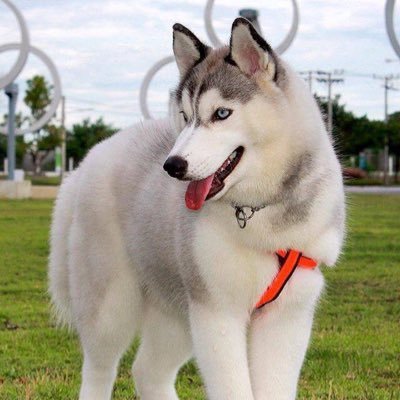 Profile Picture of Remedios Cruz Alvarez (@remedioscruzal1) on Twitter