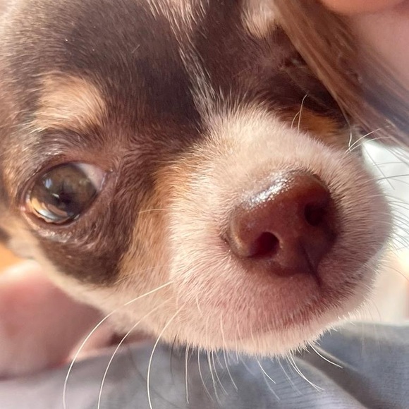 Profile Picture of Luisa Renno (@lrrsilva2010) on Poshmark