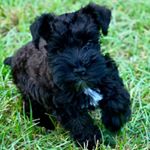 Profile Picture of Charlotte Castillo (@mini_schnauzer_charlotte) on Instagram