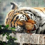 𝔸𝕝𝕖𝕩𝕒𝕟𝕕𝕖𝕣 𝕝𝕒𝕞𝕒𝕘𝕟𝕒 𝕜𝕦𝕙𝕝𝕞𝕒𝕟𝕟 - Instagram Profile Picture of 𝔸𝕝𝕖𝕩𝕒𝕟𝕕𝕖𝕣 𝕝𝕒𝕞𝕒𝕘𝕟𝕒 𝕜𝕦𝕙𝕝𝕞𝕒𝕟𝕟 (@alex.l.k.photography) on Instagram