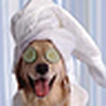 Profile Picture of Crystal Cloud (@spaw 4 paws) on Flickr