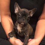 Profile Picture of Léon Olivier (@leonolivier.thefrenchie) on Instagram