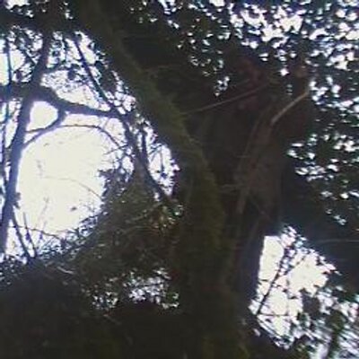 Profile Picture of Donna Foster (@Donseycat) on Twitter