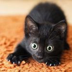 Profile Picture of Aimee Fournier (@crazy_gal129) on Instagram