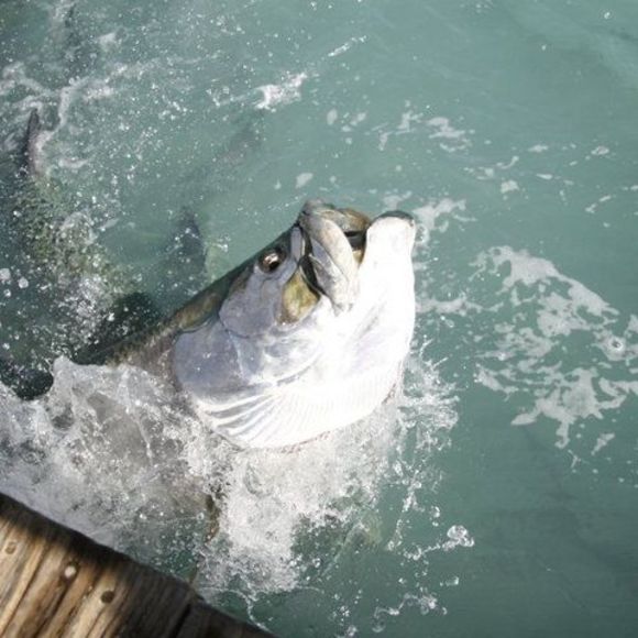 Profile Picture of Devin Kanady (@devinwkanady) on Poshmark