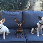 Profile Picture of 🐾Carlos, Paco, and Baxter (@carpaxter) on Instagram