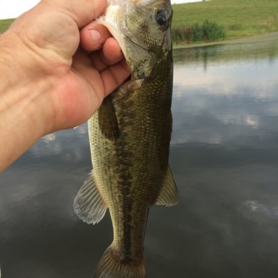 Profile Picture of Steve Pelzer (@stpelz) on Twitter