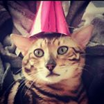 Profile Picture of Steven Rath (@steven.rath) on Instagram