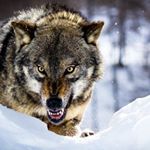 Profile Picture of Marco Pecile (@marknife63) on Instagram