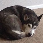 Lori Sorrells - Instagram Profile Picture of Lori Sorrells (@sorrells512) on Instagram