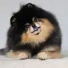 Profile Picture of Mocha (@mochapom) on Tiktok