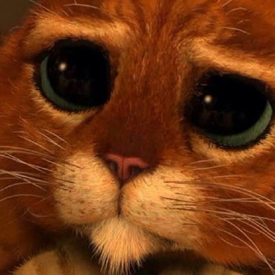 Profile Picture of Robert Haas (@roberthaas14) on Twitter
