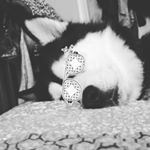 Profile Picture of Brynn Chapman (@skyla.brynn10) on Instagram