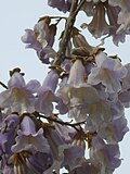 Profile Picture of Paulownia coreanaon Wikipedia