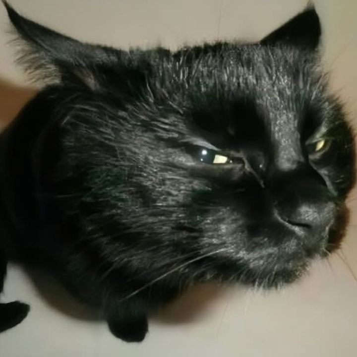 Profile Picture of Allison Albrecht (@allison.albrecht1) on Tiktok