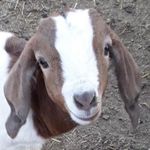 Trevor Bergman - Instagram Profile Picture of Trevor Bergman (@trevor_be45) on Instagram