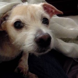 Profile Picture of James Stclair (@james_stclair) on Twitter