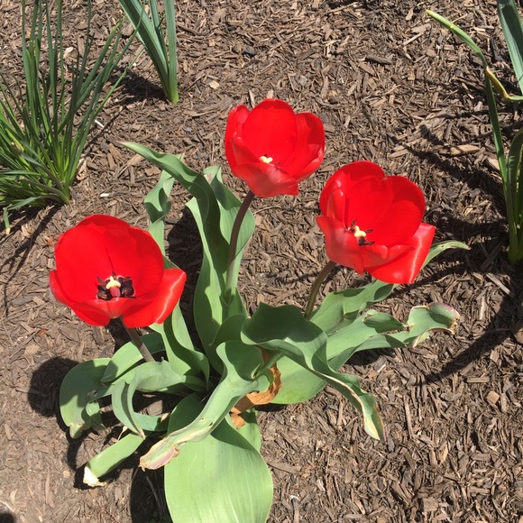 Profile Picture of Setu Naha (@setu45) on Poshmark