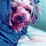 Profile Picture of Benji Clish (@benji_robert_clish) on Instagram