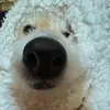 Profile Picture of connie (@conniemcclurre) on Tiktok
