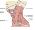 Profile Picture of Spasmodic torticollis - Wikipediaon Wikipedia