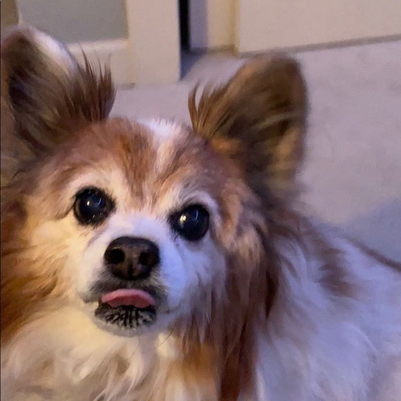 Profile Picture of Abby Seaback (@abbyseaback) on Poshmark