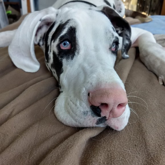 Profile Picture of Robin Heiges (@danelover9) on Poshmark