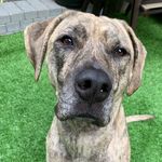 Profile Picture of Brian Grisell (@milothemudblood) on Instagram