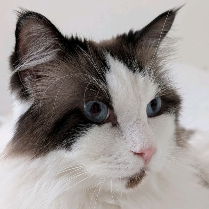 Profile Picture of Julie Coburn (@juliecoburn4) on Tiktok
