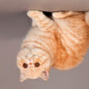 Profile Picture of Brian Larsen (@brianlarsen270) on Youtube