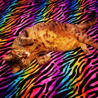 Profile Picture of Catherine Knox (@catherineknox) on Instagram