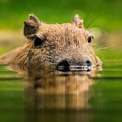 Profile Picture of Flynn Lekens (@flynnlekens7942) on Youtube