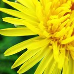 Cynthia Ragona - Flickr Profile Picture of Cynthia Ragona (@cynthiaragona) on Flickr