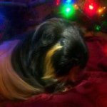 Bridget Lamparyk Williamson - Instagram Profile Picture of Bridget Lamparyk Williamson (@bridgetspw) on Instagram