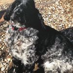 Profile Picture of Tracey Holloway (@tracey.holloway) on Instagram