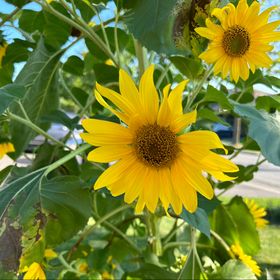 Profile Picture of Laura Stolf (@stolfette) on Pinterest