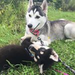 Profile Picture of Poppy & Bellatrix Pratt (@jasmine.pratt90) on Instagram