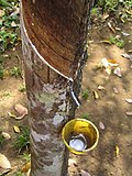 Profile Picture of Latex - Wikipediaon Wikipedia