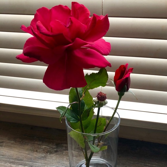 Profile Picture of Carly Shields (@cshields451) on Poshmark