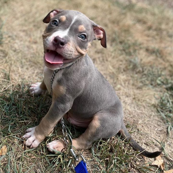 Profile Picture of 🐶Bruce Lee🥋 (@brucedabully) on Tiktok