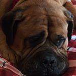 Profile Picture of Tara Chapin (@bandgbullmastiffs) on Instagram
